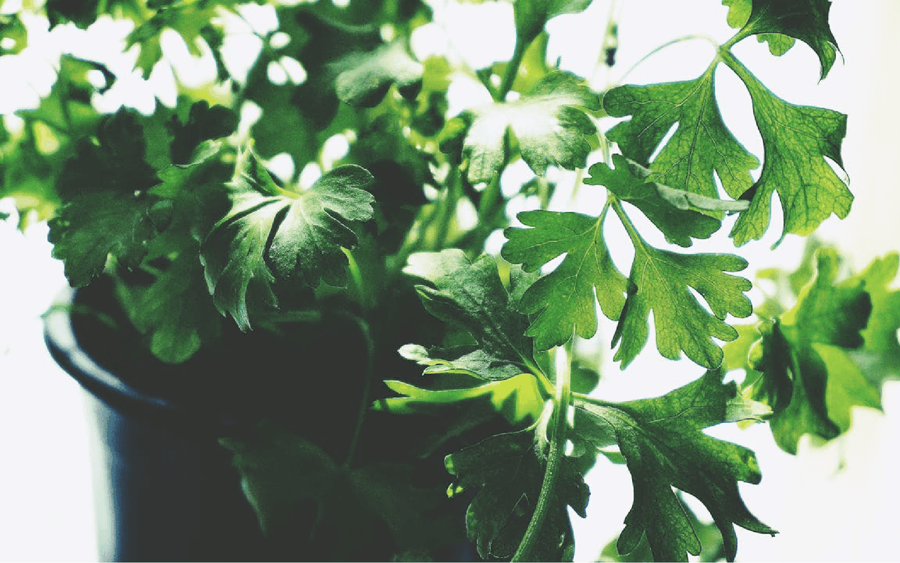 Top 7 Cooling Herbs and Spices for Dubai Cooking - Parsley